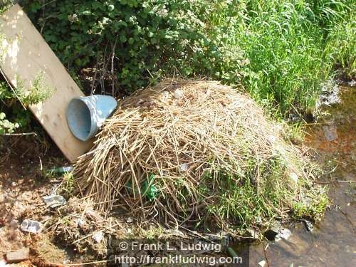 Nesting Swan
